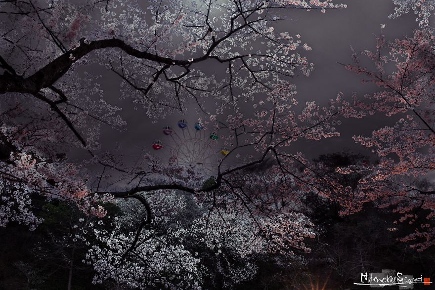 Beauty Of Blooming Sakuras Captured In Gorgeous Pictures Beauty Of Blooming Sakuras Captured In Gorgeous Pictures