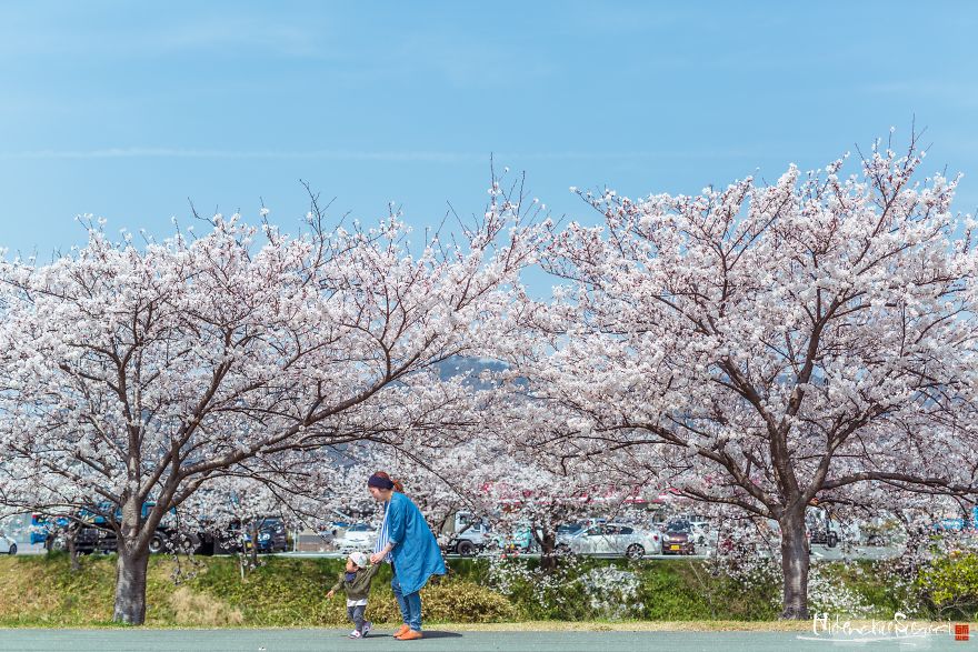 Beauty Of Blooming Sakuras Captured In Gorgeous Pictures Beauty Of Blooming Sakuras Captured In Gorgeous Pictures