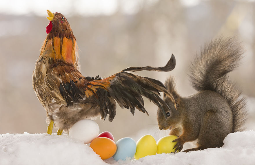 Wild Squirrels Celebrate Easter Wild Squirrels Celebrate Easter