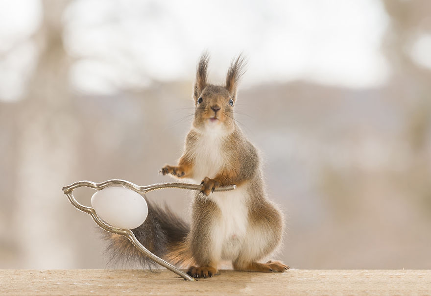 Wild Squirrels Celebrate Easter Wild Squirrels Celebrate Easter