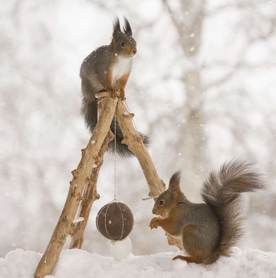 Wild Squirrels Celebrate Easter Wild Squirrels Celebrate Easter