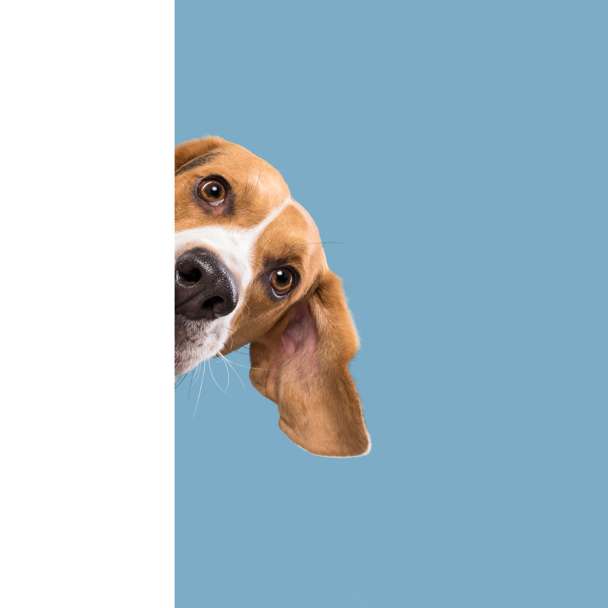 I Photograph Dogs To Show How Unique Every Single Of Them Is