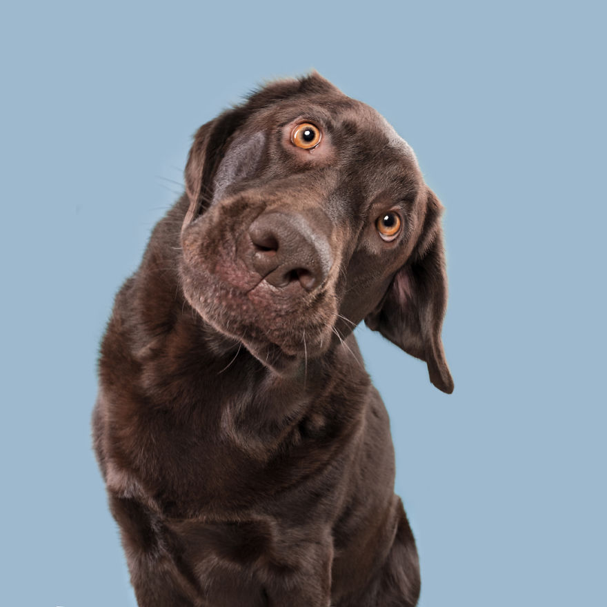 I Photograph Dogs To Show How Unique Every Single Of Them Is