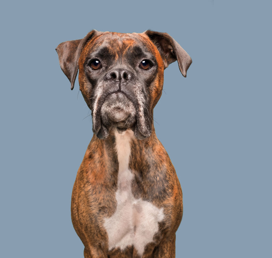 I Photograph Dogs To Show How Unique Every Single Of Them Is