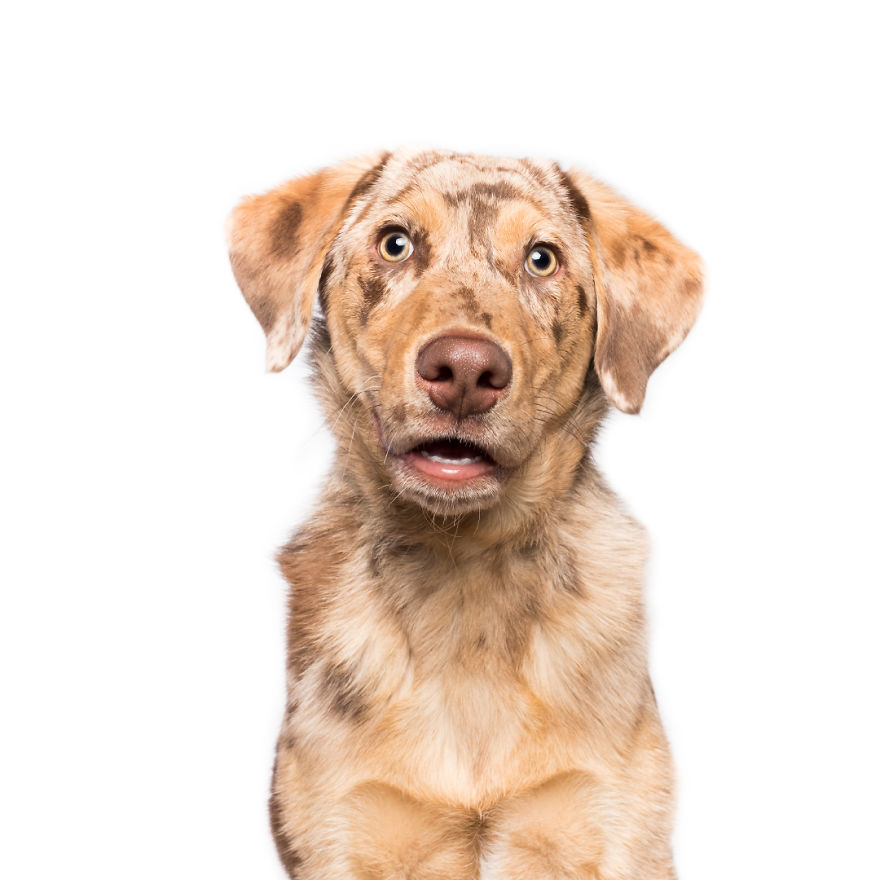 I Photograph Dogs To Show How Unique Every Single Of Them Is