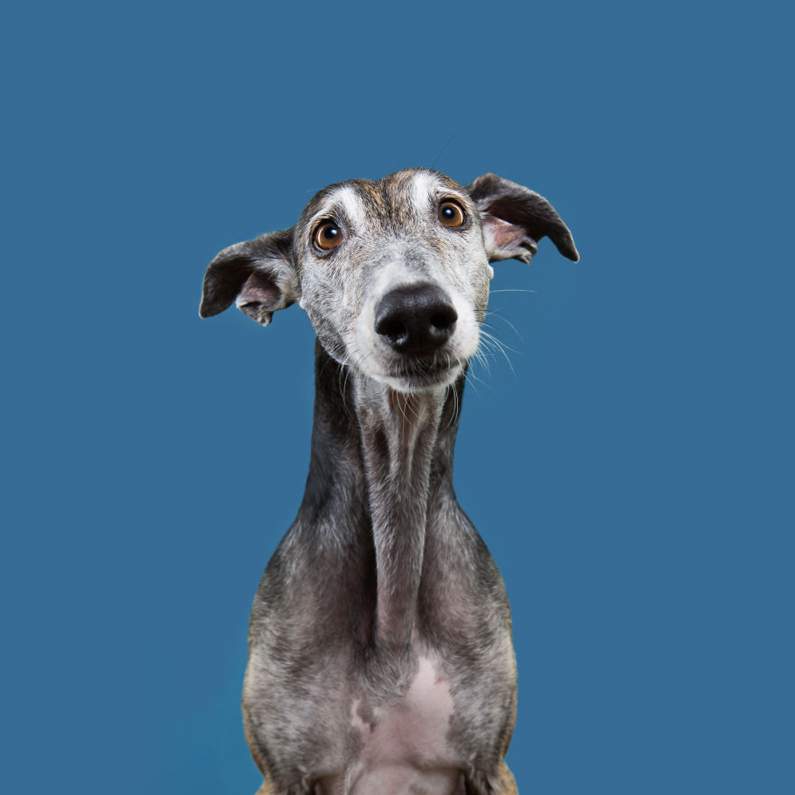 I Photograph Dogs To Show How Unique Every Single Of Them Is