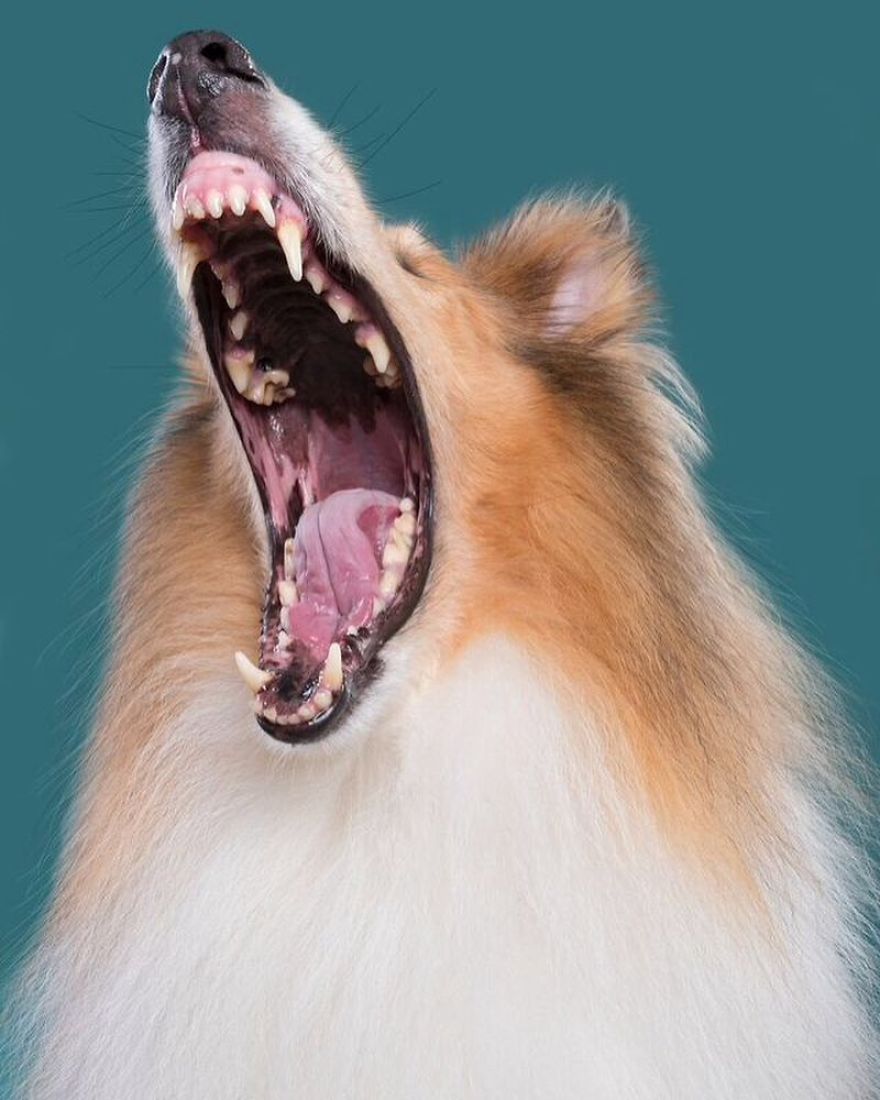 I Photograph Dogs To Show How Unique Every Single Of Them Is