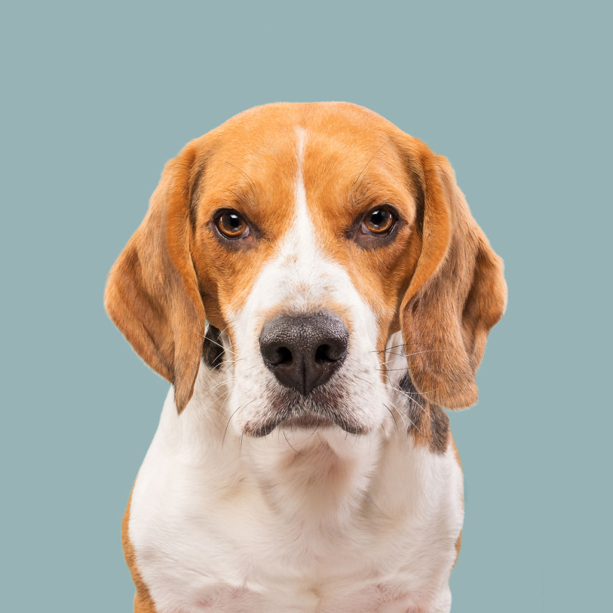 I Photograph Dogs To Show How Unique Every Single Of Them Is