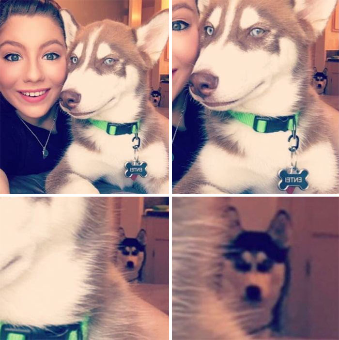 30 Hilarious Photos That Prove Huskies Are The Weirdest Dogs Ever 30 Hilarious Photos That Prove Huskies Are The Weirdest Dogs Ever