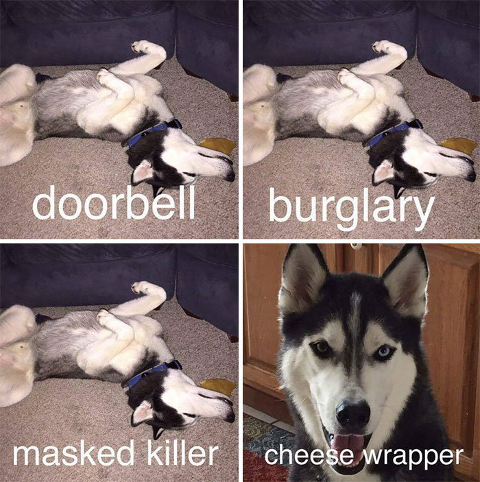30 Hilarious Photos That Prove Huskies Are The Weirdest Dogs Ever 30 Hilarious Photos That Prove Huskies Are The Weirdest Dogs Ever