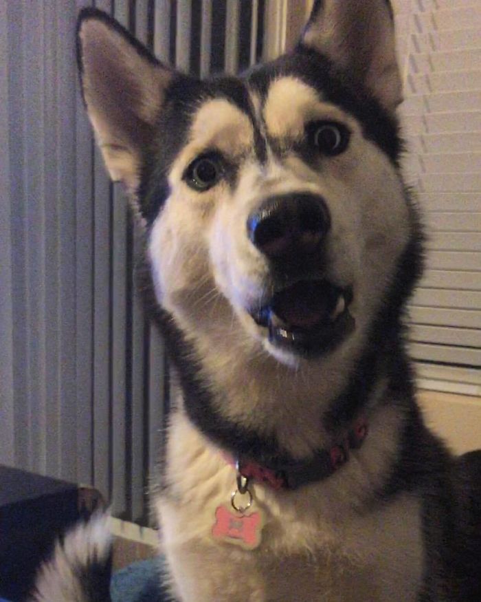 30 Hilarious Photos That Prove Huskies Are The Weirdest Dogs Ever 30 Hilarious Photos That Prove Huskies Are The Weirdest Dogs Ever
