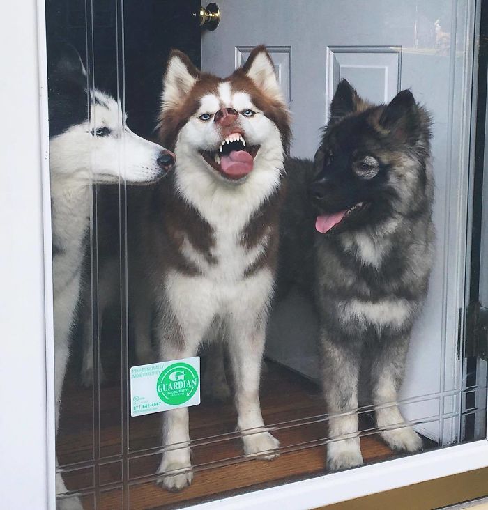 30 Hilarious Photos That Prove Huskies Are The Weirdest Dogs Ever 30 Hilarious Photos That Prove Huskies Are The Weirdest Dogs Ever