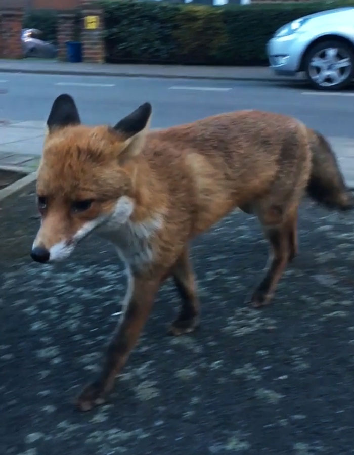 Guy Gets Too Close To Wild Fox While Snapchatting It, And Now He Wishes He Hadn’t Guy Gets Too Close To Wild Fox While Snapchatting It, And Now He Wishes He Hadn’t