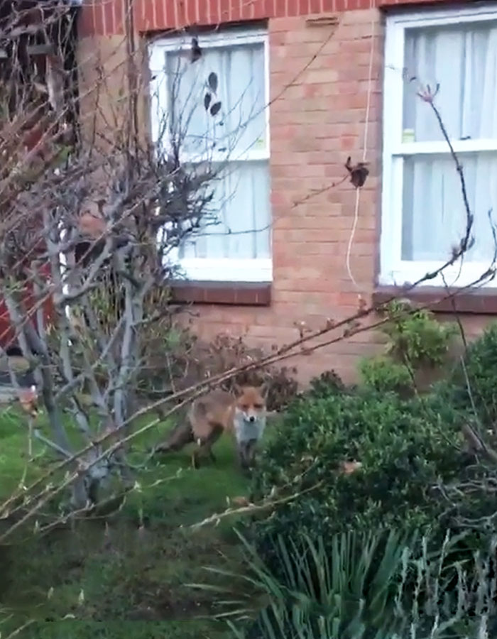 Guy Gets Too Close To Wild Fox While Snapchatting It, And Now He Wishes He Hadn’t Guy Gets Too Close To Wild Fox While Snapchatting It, And Now He Wishes He Hadn’t