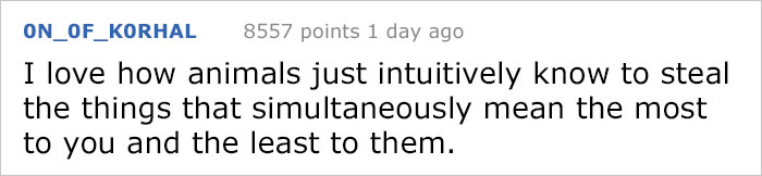 Guy Gets Too Close To Wild Fox While Snapchatting It, And Now He Wishes He Hadn’t Guy Gets Too Close To Wild Fox While Snapchatting It, And Now He Wishes He Hadn’t