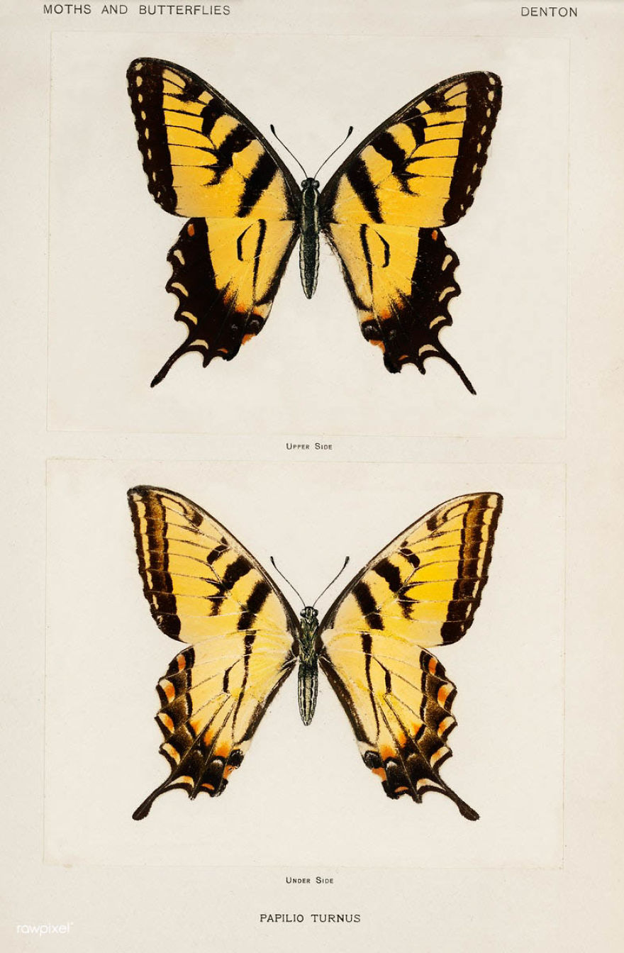 Over 10,000 Real Butterflies Are Captured To Create A Collection Of These Breathtaking 19th Century Vintage Illustrations Over 10,000 Real Butterflies Are Captured To Create A Collection Of These Breathtaking 19th Century Vintage Illustrations