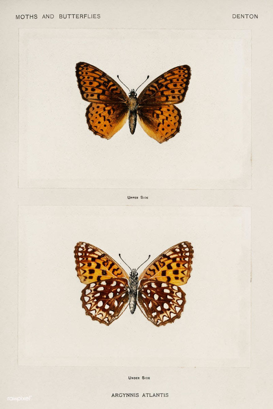 Over 10,000 Real Butterflies Are Captured To Create A Collection Of These Breathtaking 19th Century Vintage Illustrations Over 10,000 Real Butterflies Are Captured To Create A Collection Of These Breathtaking 19th Century Vintage Illustrations