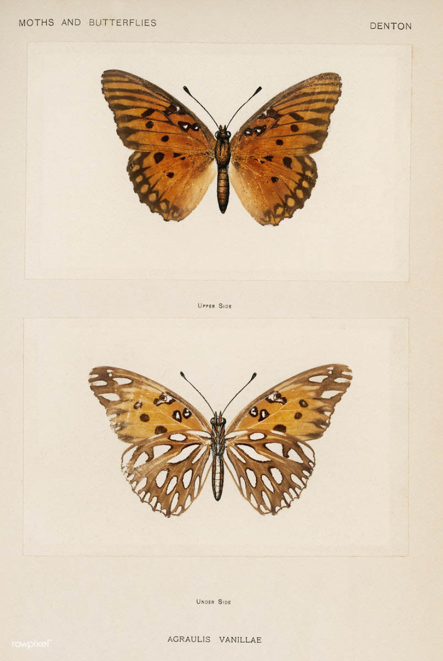 Over 10,000 Real Butterflies Are Captured To Create A Collection Of These Breathtaking 19th Century Vintage Illustrations Over 10,000 Real Butterflies Are Captured To Create A Collection Of These Breathtaking 19th Century Vintage Illustrations