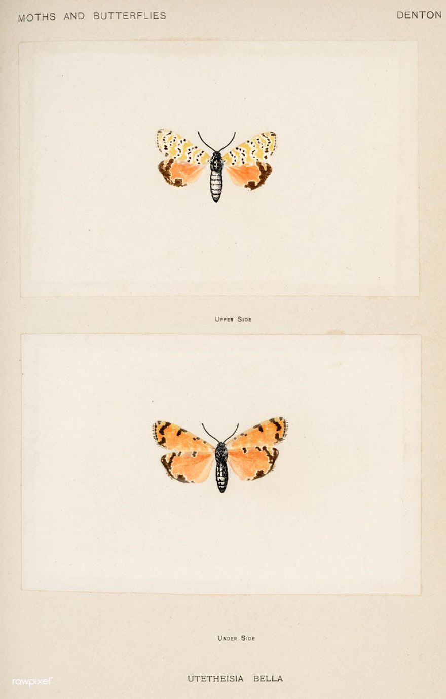 Over 10,000 Real Butterflies Are Captured To Create A Collection Of These Breathtaking 19th Century Vintage Illustrations Over 10,000 Real Butterflies Are Captured To Create A Collection Of These Breathtaking 19th Century Vintage Illustrations