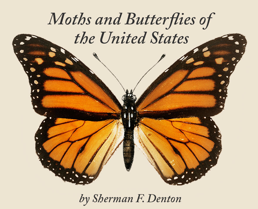 Over 10,000 Real Butterflies Are Captured To Create A Collection Of These Breathtaking 19th Century Vintage Illustrations Over 10,000 Real Butterflies Are Captured To Create A Collection Of These Breathtaking 19th Century Vintage Illustrations