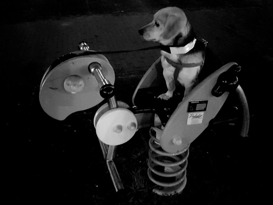 The ‘Sad’ Story Of Arnie The Doggo (Left Behind By His Masters) – As Told By My Brother The ‘Sad’ Story Of Arnie The Doggo (Left Behind By His Masters) – As Told By My Brother