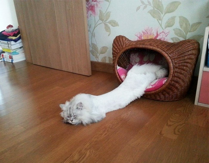 47 Hilarious Photos Of Cats That Prove They Are Liquid 47 Hilarious Photos Of Cats That Prove They Are Liquid