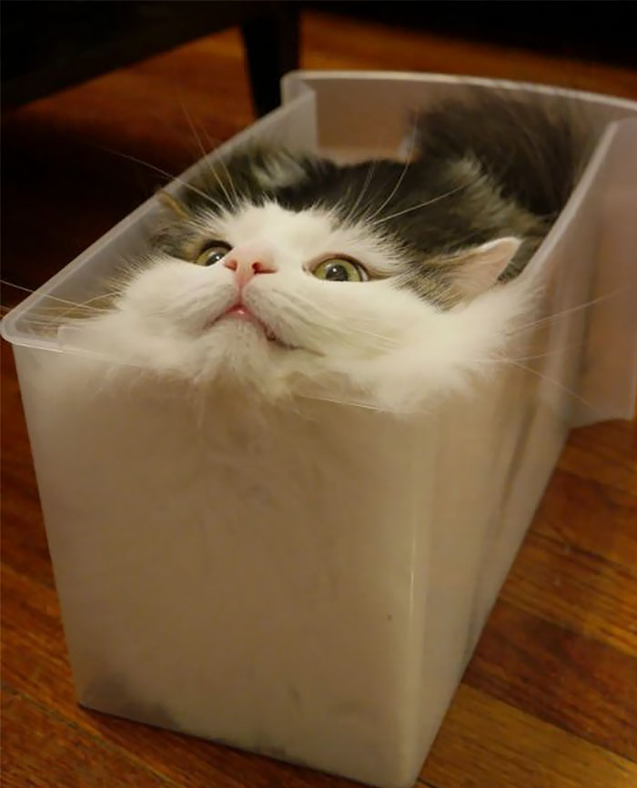 47 Hilarious Photos Of Cats That Prove They Are Liquid 47 Hilarious Photos Of Cats That Prove They Are Liquid
