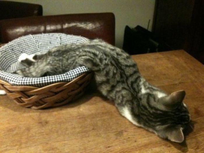 47 Hilarious Photos Of Cats That Prove They Are Liquid 47 Hilarious Photos Of Cats That Prove They Are Liquid