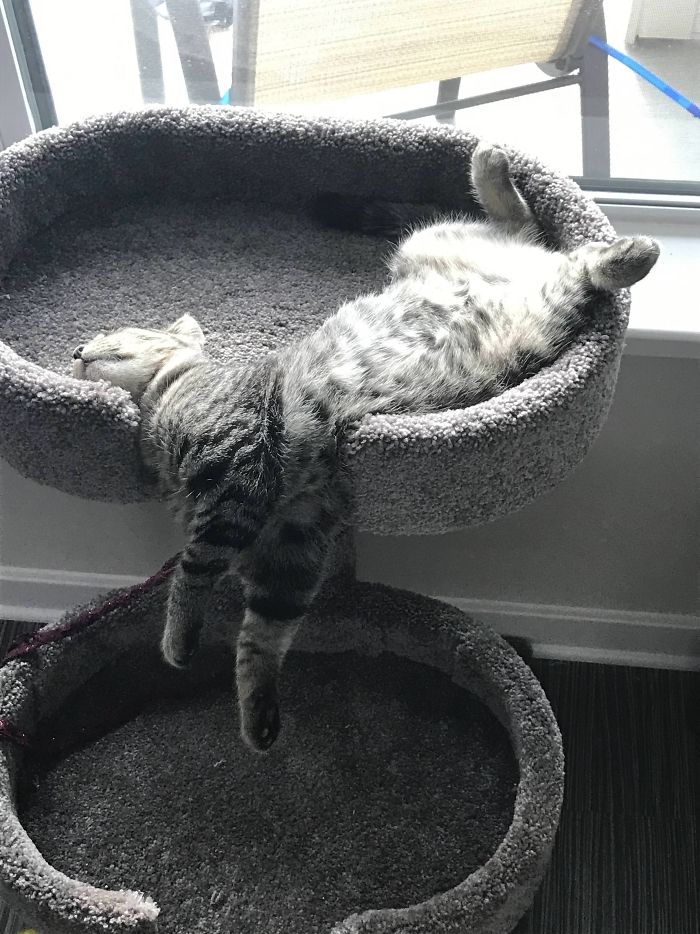 47 Hilarious Photos Of Cats That Prove They Are Liquid 47 Hilarious Photos Of Cats That Prove They Are Liquid