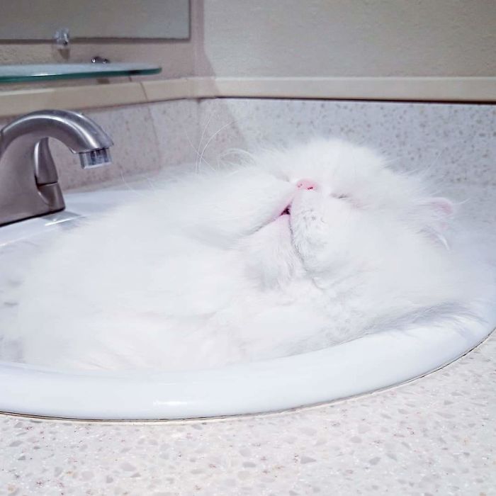 47 Hilarious Photos Of Cats That Prove They Are Liquid 47 Hilarious Photos Of Cats That Prove They Are Liquid