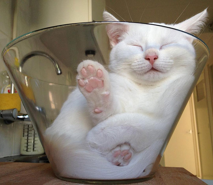 47 Hilarious Photos Of Cats That Prove They Are Liquid 47 Hilarious Photos Of Cats That Prove They Are Liquid