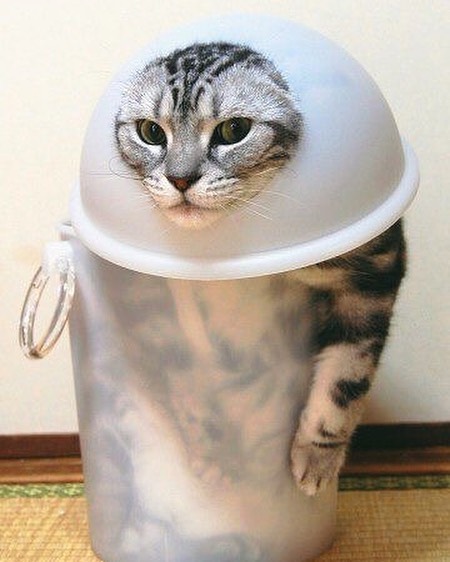 47 Hilarious Photos Of Cats That Prove They Are Liquid 47 Hilarious Photos Of Cats That Prove They Are Liquid