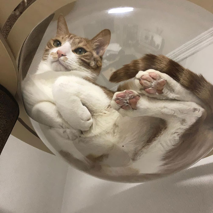 47 Hilarious Photos Of Cats That Prove They Are Liquid 47 Hilarious Photos Of Cats That Prove They Are Liquid