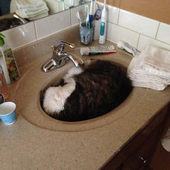 47 Hilarious Photos Of Cats That Prove They Are Liquid 47 Hilarious Photos Of Cats That Prove They Are Liquid