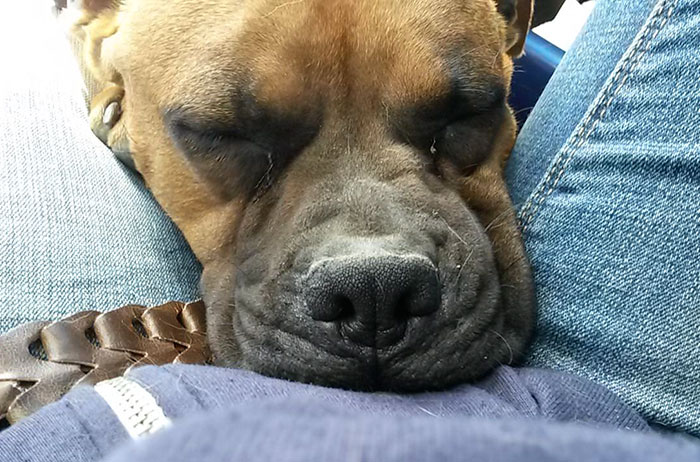 Woman Wants To Adopt A Starved And Terrified Dog, But Her Boyfriend’s Response Will Break Your Heart Woman Wants To Adopt A Starved And Terrified Dog, But Her Boyfriend’s Response Will Break Your Heart