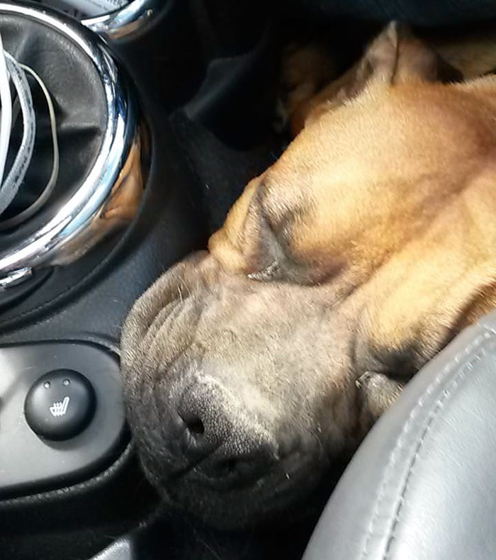 Woman Wants To Adopt A Starved And Terrified Dog, But Her Boyfriend’s Response Will Break Your Heart Woman Wants To Adopt A Starved And Terrified Dog, But Her Boyfriend’s Response Will Break Your Heart