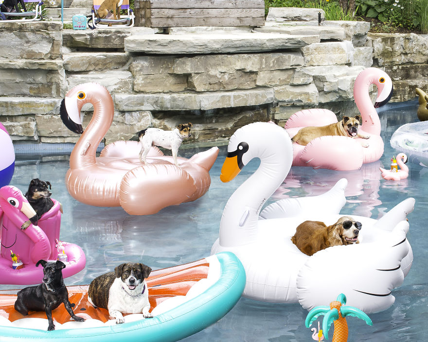 I Photographed A Pupper Pool Party!