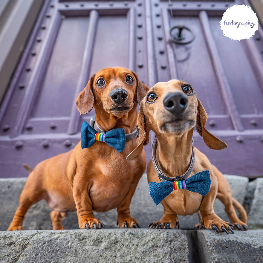 11 Wedding Pictures Of Adorable Dog Couples 11 Wedding Pictures Of Adorable Dog Couples