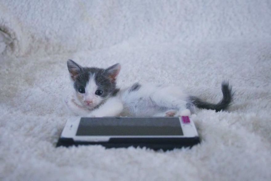 A Chance At Life: A Kitten’s Story A Chance At Life: A Kitten’s Story