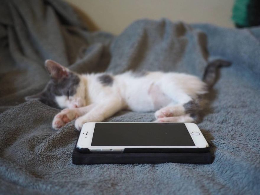 A Chance At Life: A Kitten’s Story A Chance At Life: A Kitten’s Story