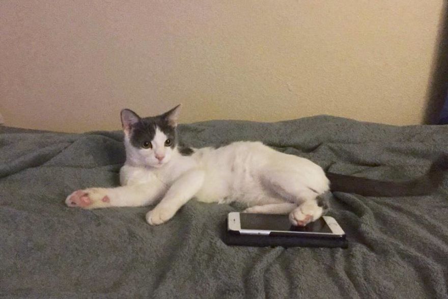 A Chance At Life: A Kitten’s Story A Chance At Life: A Kitten’s Story