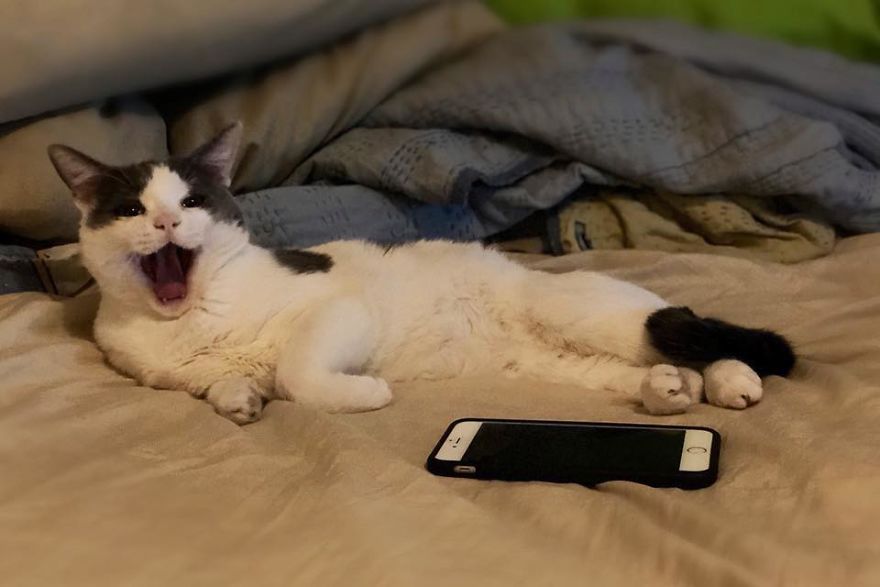 A Chance At Life: A Kitten’s Story A Chance At Life: A Kitten’s Story