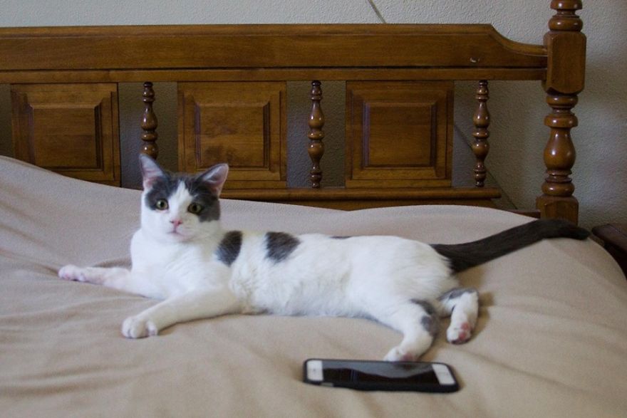 A Chance At Life: A Kitten’s Story A Chance At Life: A Kitten’s Story