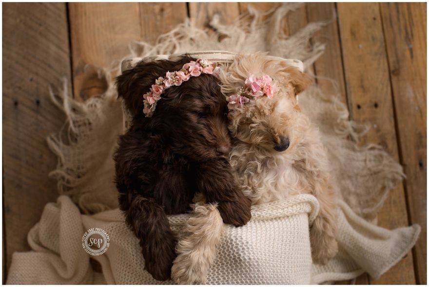 Puppy &#8216;Newborn&#8217; Pictures: I Dressed Up My Dogs