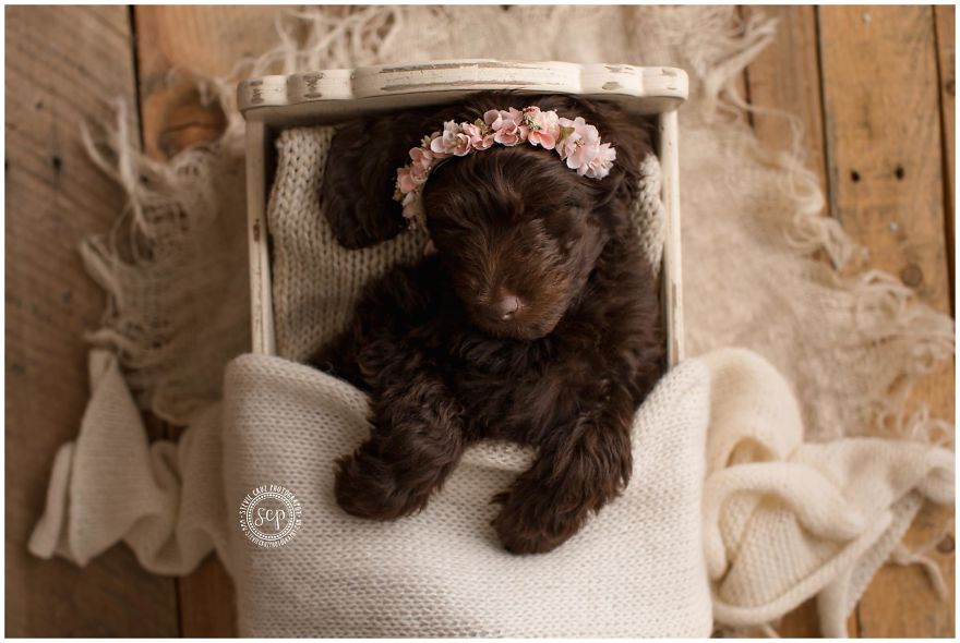 Puppy &#8216;Newborn&#8217; Pictures: I Dressed Up My Dogs