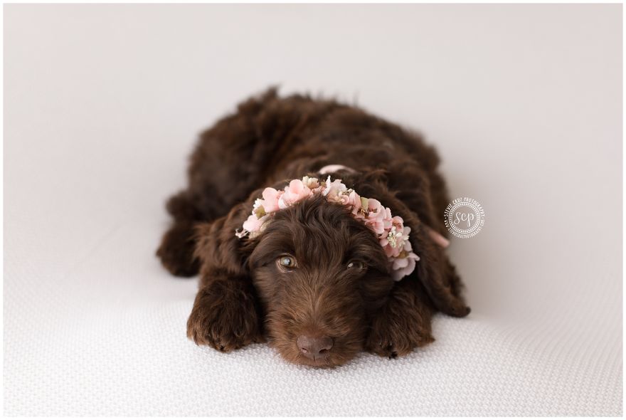 Puppy &#8216;Newborn&#8217; Pictures: I Dressed Up My Dogs