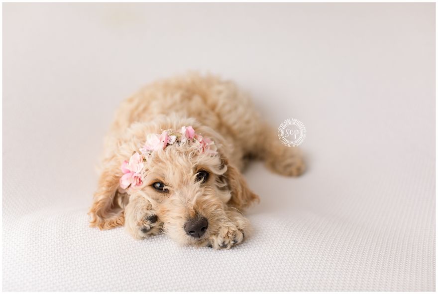 Puppy &#8216;Newborn&#8217; Pictures: I Dressed Up My Dogs