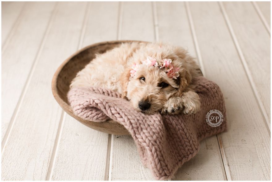 Puppy &#8216;Newborn&#8217; Pictures: I Dressed Up My Dogs