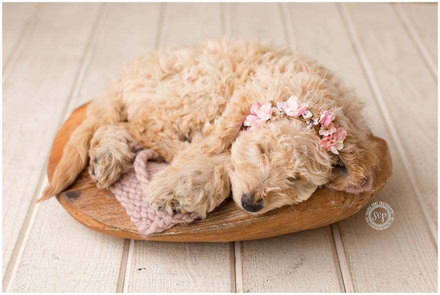Puppy &#8216;Newborn&#8217; Pictures: I Dressed Up My Dogs