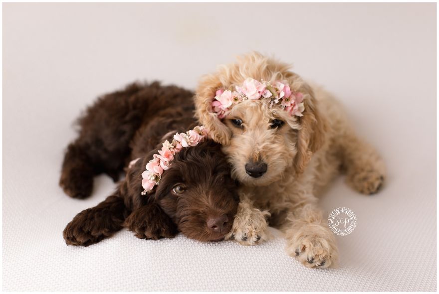 Puppy &#8216;Newborn&#8217; Pictures: I Dressed Up My Dogs